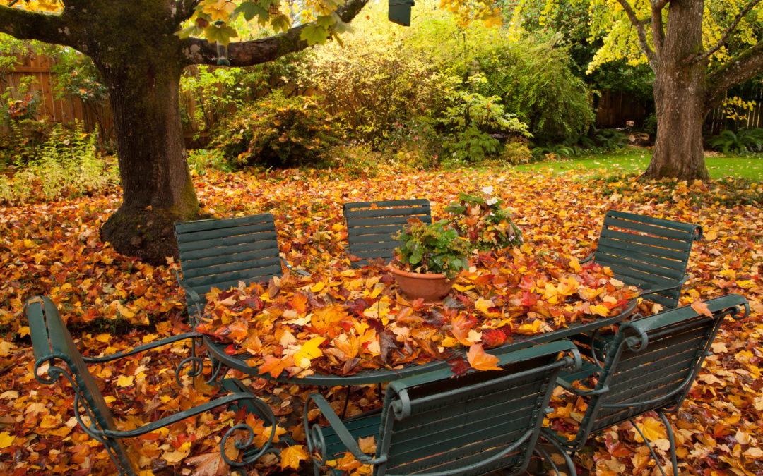 Fall leaves covering a backyard