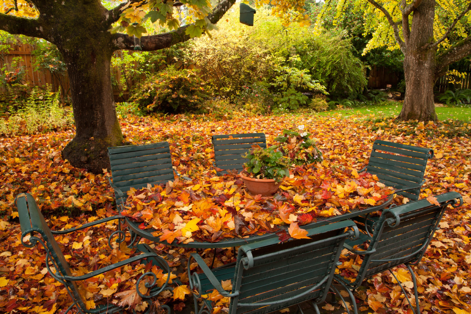 5-things-to-do-with-the-fall-leaves-on-your-lawn-lawn-maintentence