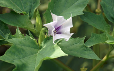 Prevention and Treatment of Most the Dangerous & Poisonous Plants in Texas