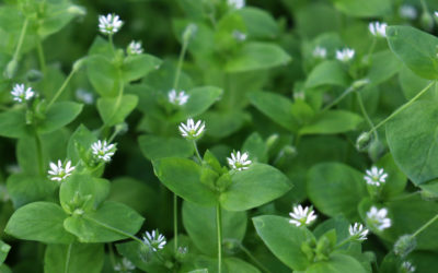 Common Winter Weeds to Get Rid of in 2020