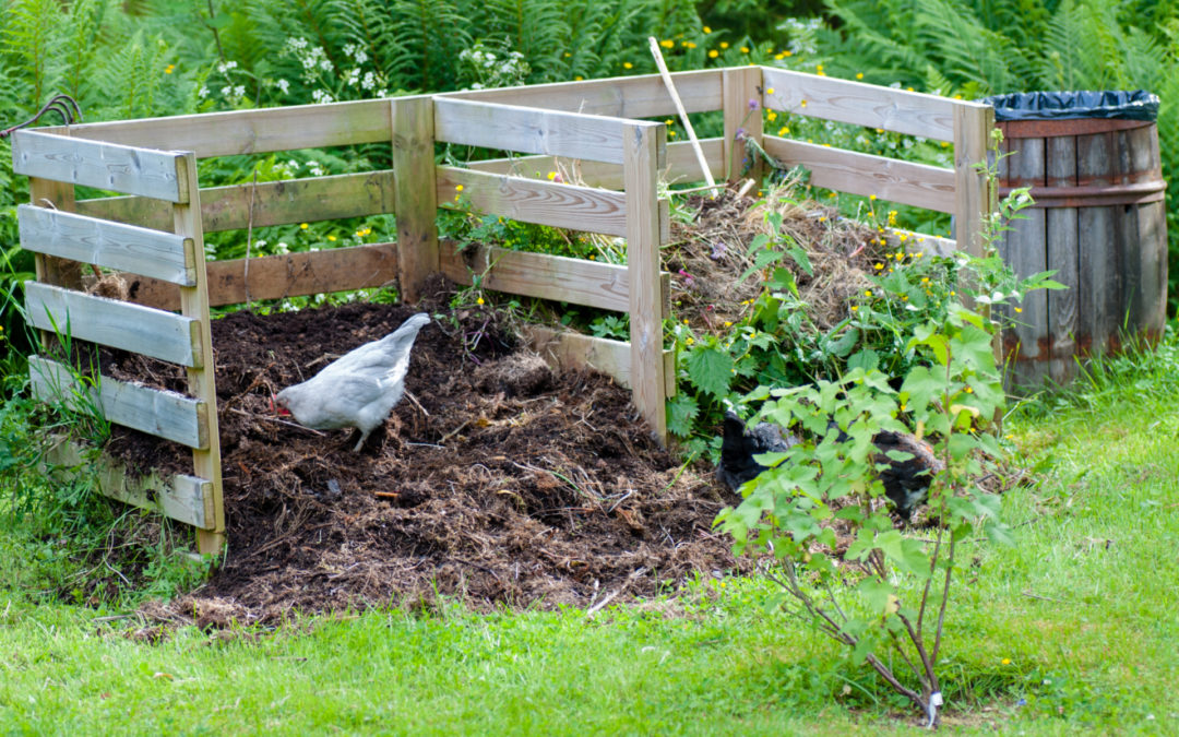 hens working in the garden compost