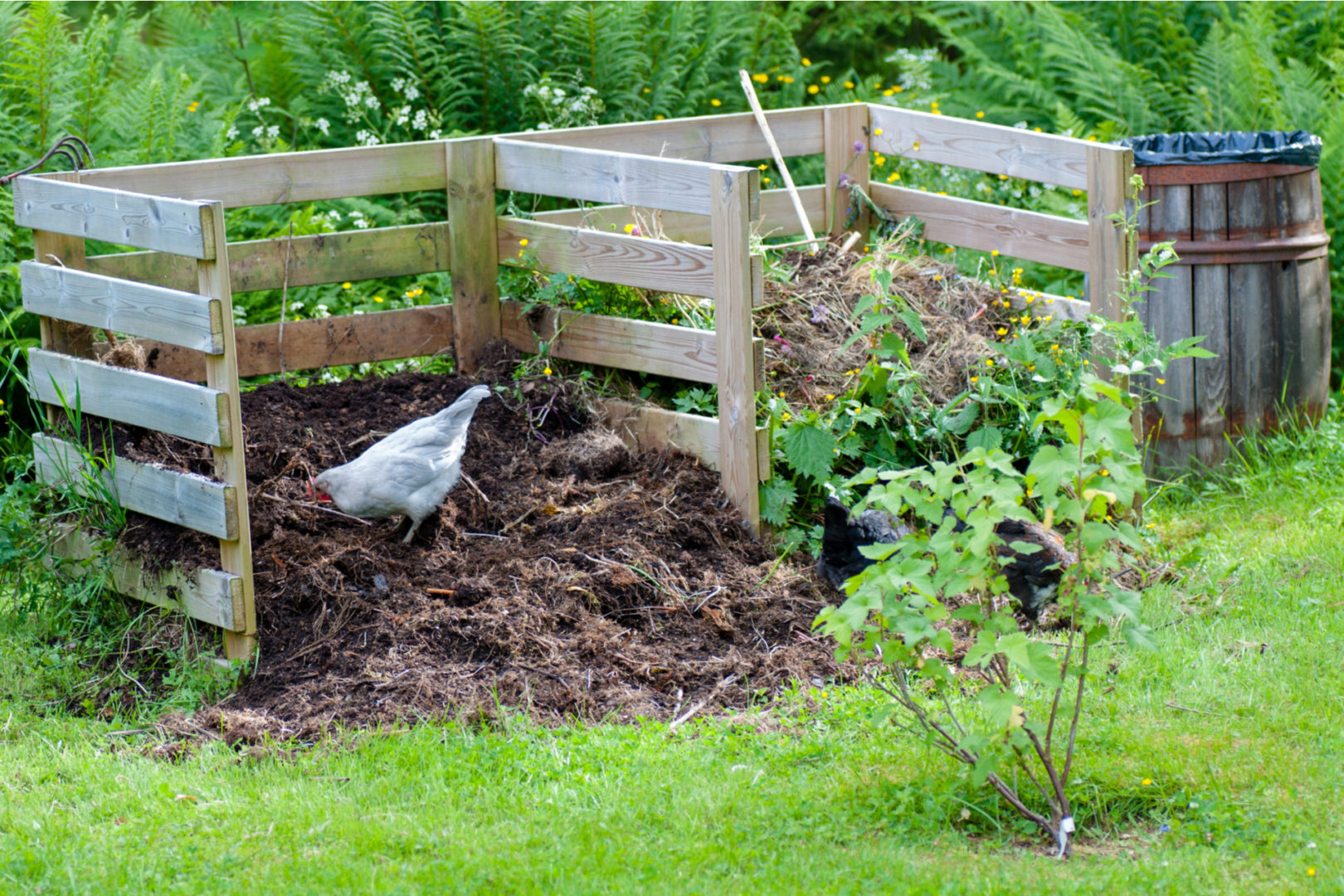 What to Keep Out of Your Compost Heap Dallas Lawn Care Tips