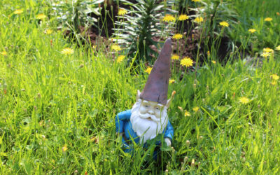 5 Signs that You Need Professional Lawn Care Services