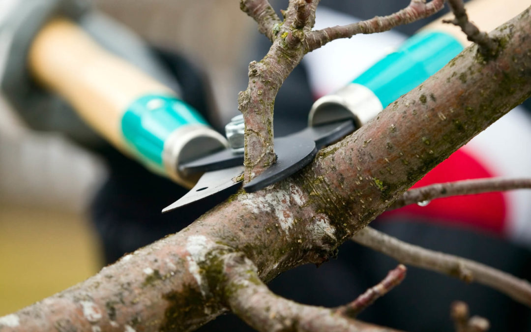 Why Should You Trim Your Trees in the Fall?
