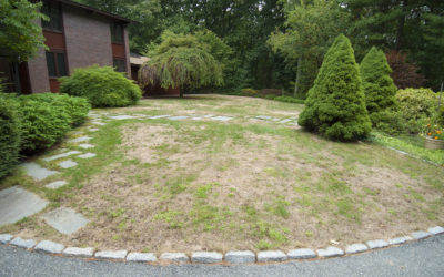Tips for Seeding Burned and Bare Lawn Spots