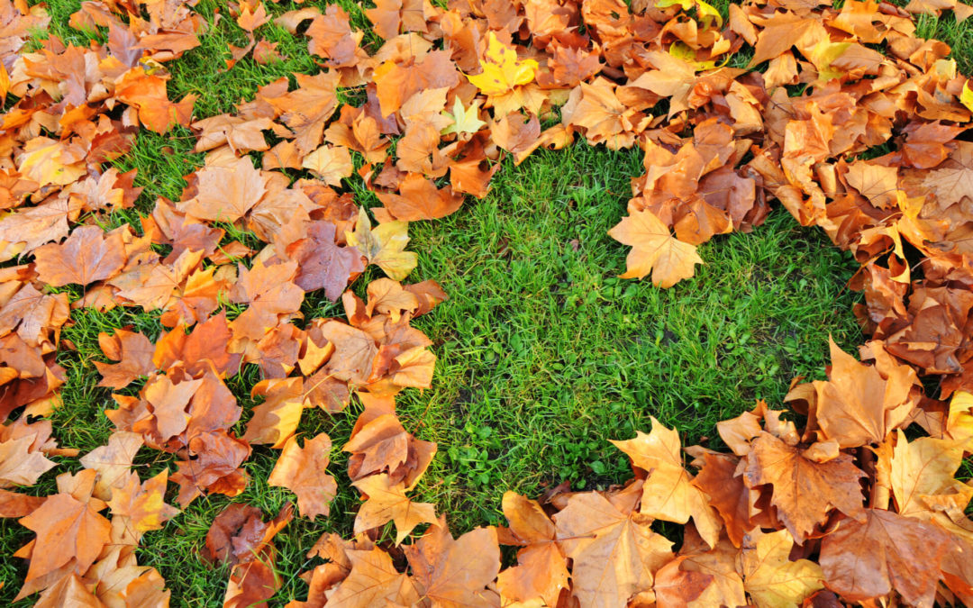 Is Your Lawn Ready for Thanksgiving Visitors?
