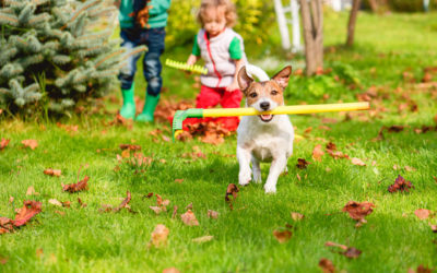 What Risks Does Your Lawn Face This Winter?