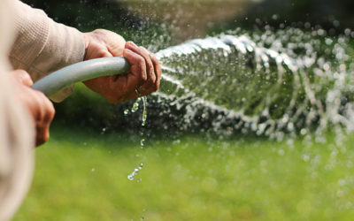 5 Winter Watering Tips for Your Texas Lawn