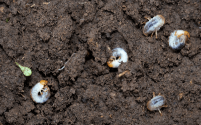 Best Ways to Pest-Proof Your Landscaping