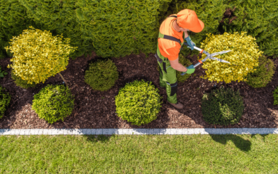 Common Problems Your Shrubs Face During the Winter in North Texas