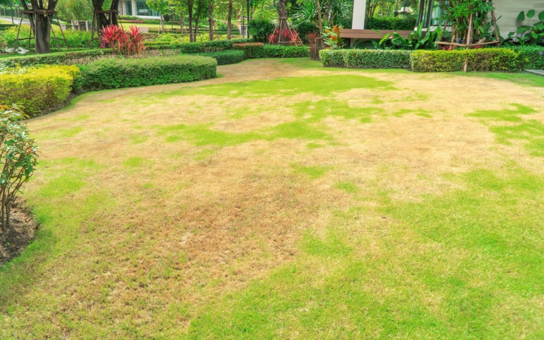 How to Revive Your Lawn