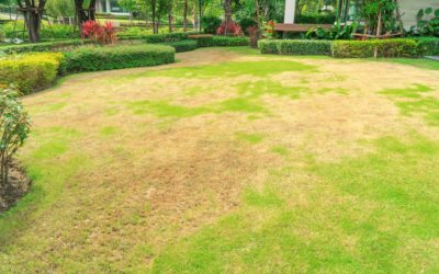 How to Revive Your Dormant Lawn
