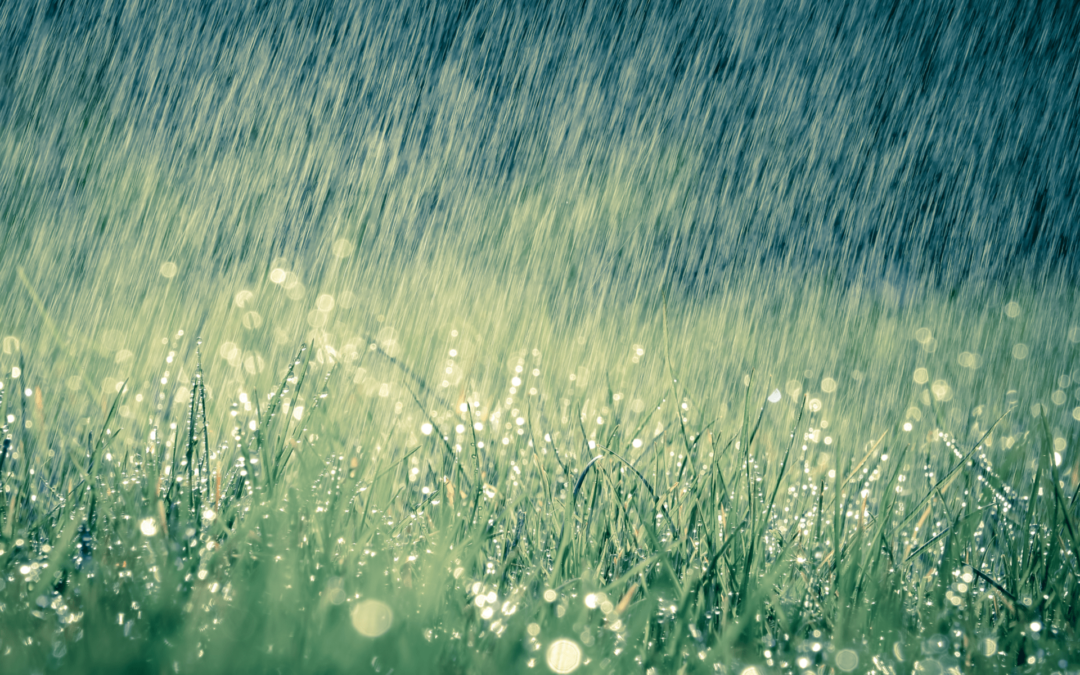 Tips to Keep Your Lawn Green After a Storm