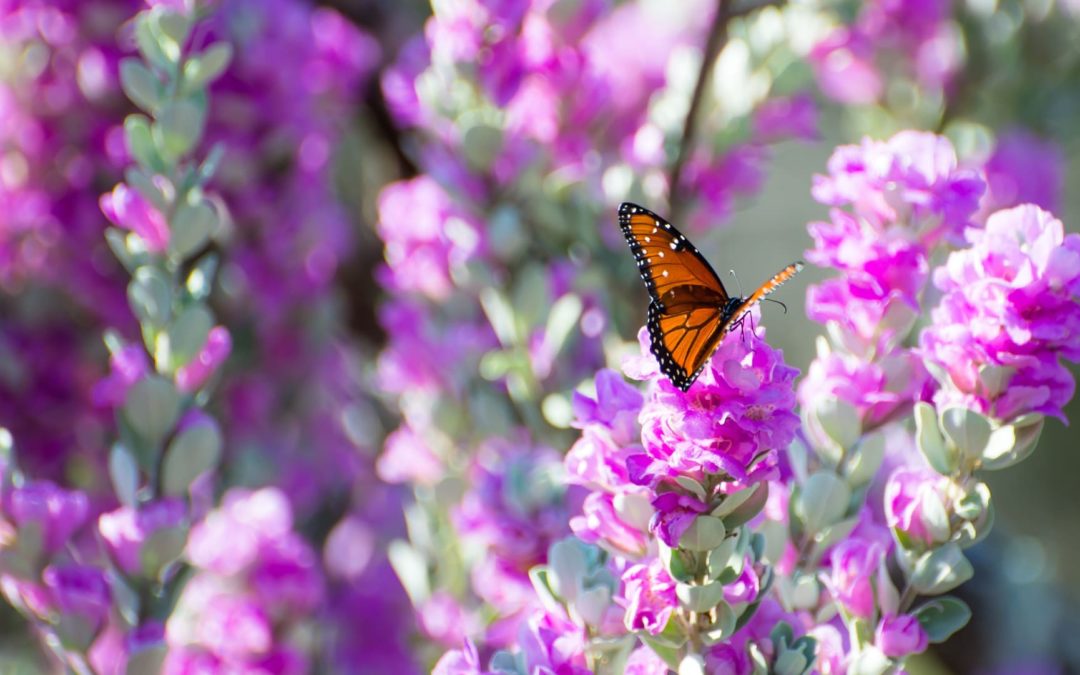 Best Drought-resistant Flowers & Plants for Summer
