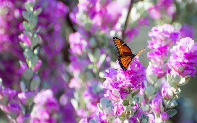 The Best Drought Resistant Plants For Your Garden This Summer