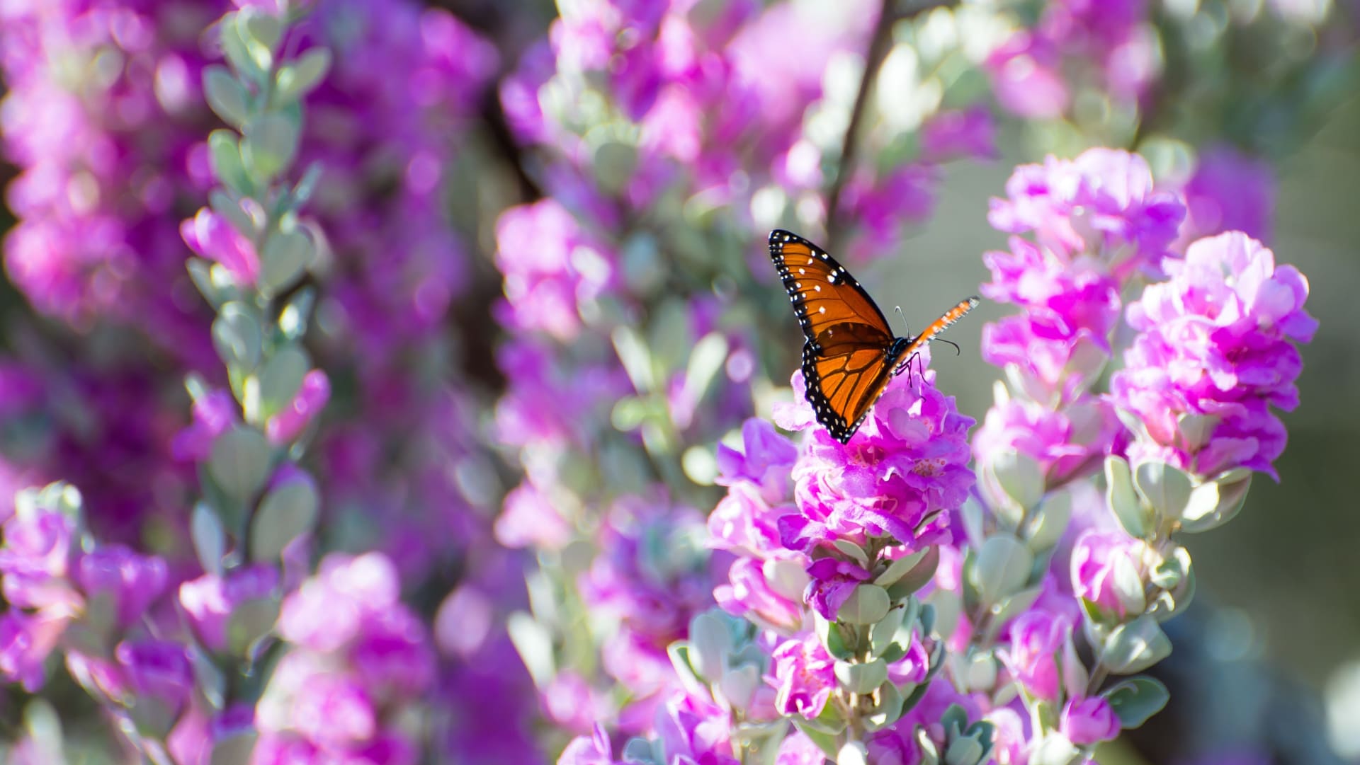 the-best-drought-resistant-plants-for-your-garden-this-summer