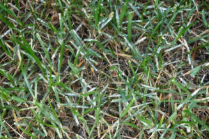 Diseased Grass with powdery mildew