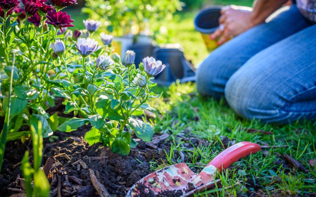 How to Protect Your Flower Beds From the Summer Heat