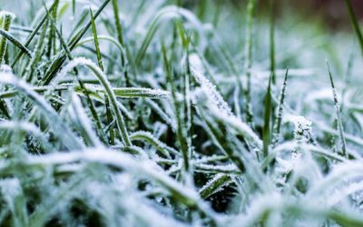 How Winter Weather Can Damage Your Lawn – What You Can Do to Prevent It