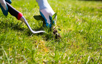 How to Keep Your Lawn Naturally Weed-Free This Spring