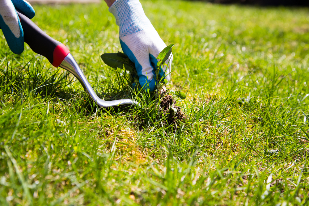 How to Keep Your Lawn Naturally Weed-Free This Spring