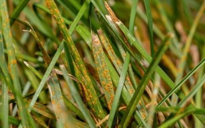 Properly Trimmed Shrubs Prevent Lawn Diseases