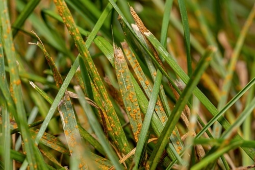 Example of Rust Fungus on Lawn