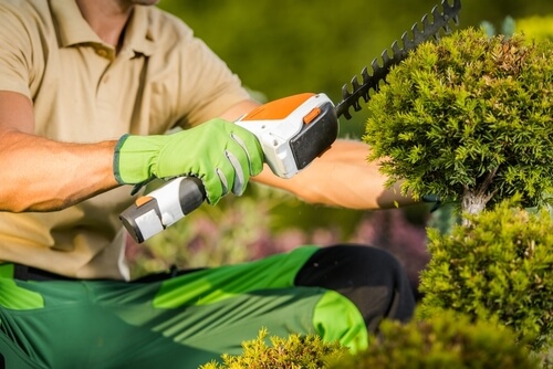 Unleash the Beauty of Your Landscape: Summer Tree and Shrub Trimming