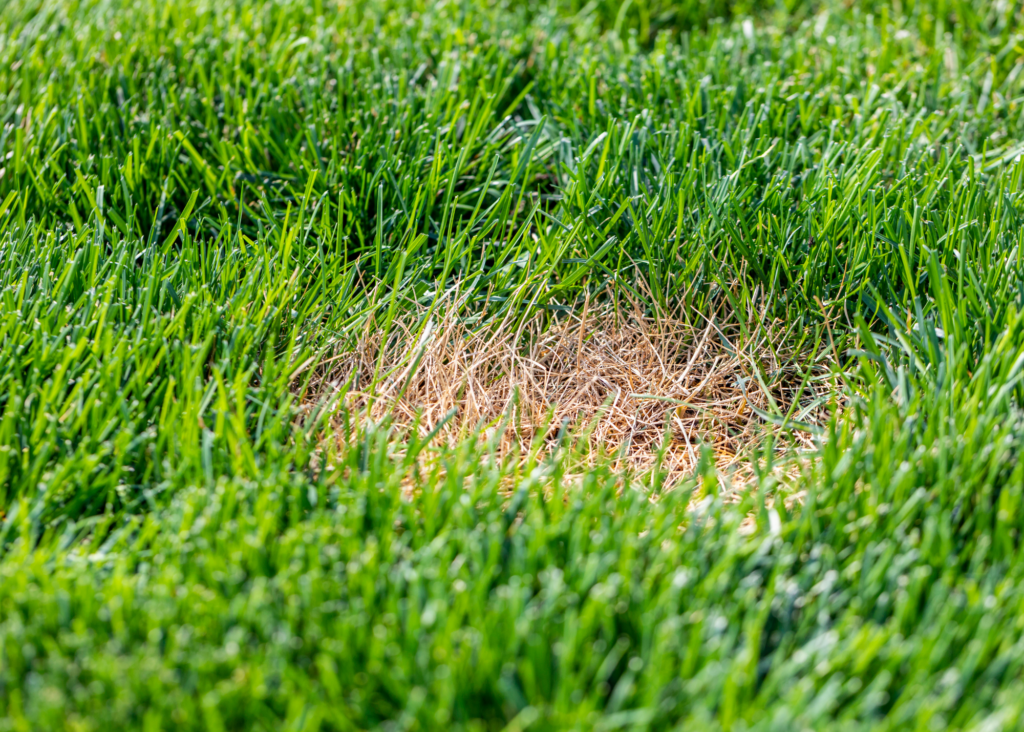 How Can I Fix Brown Spots in My Yard? Tips for Homeowners - Executive ...