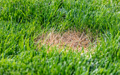 How Can I Fix Brown Spots in My Yard? Tips for Homeowners