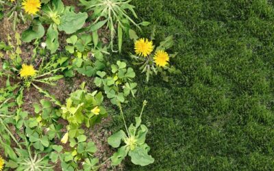 Does Mowing Keep Weeds Away?