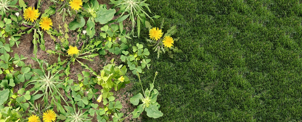 Does Mowing Keep Weeds Away?