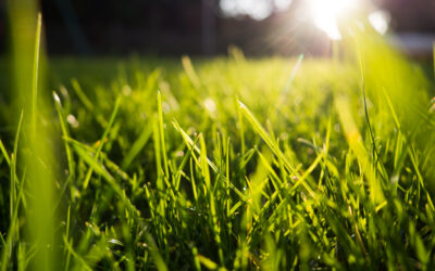 How Tall Can Grass Grow?